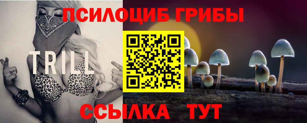 Псилоцибиновые грибы Psilocybe Тобольск